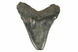 Serrated, Fossil Megalodon Tooth - Feeding Damaged Tip #168170-1